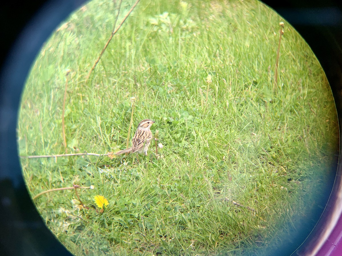 Clay-colored Sparrow - ML235809581