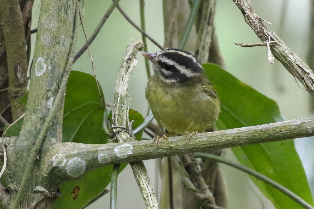 Three-striped Warbler - ML23581211