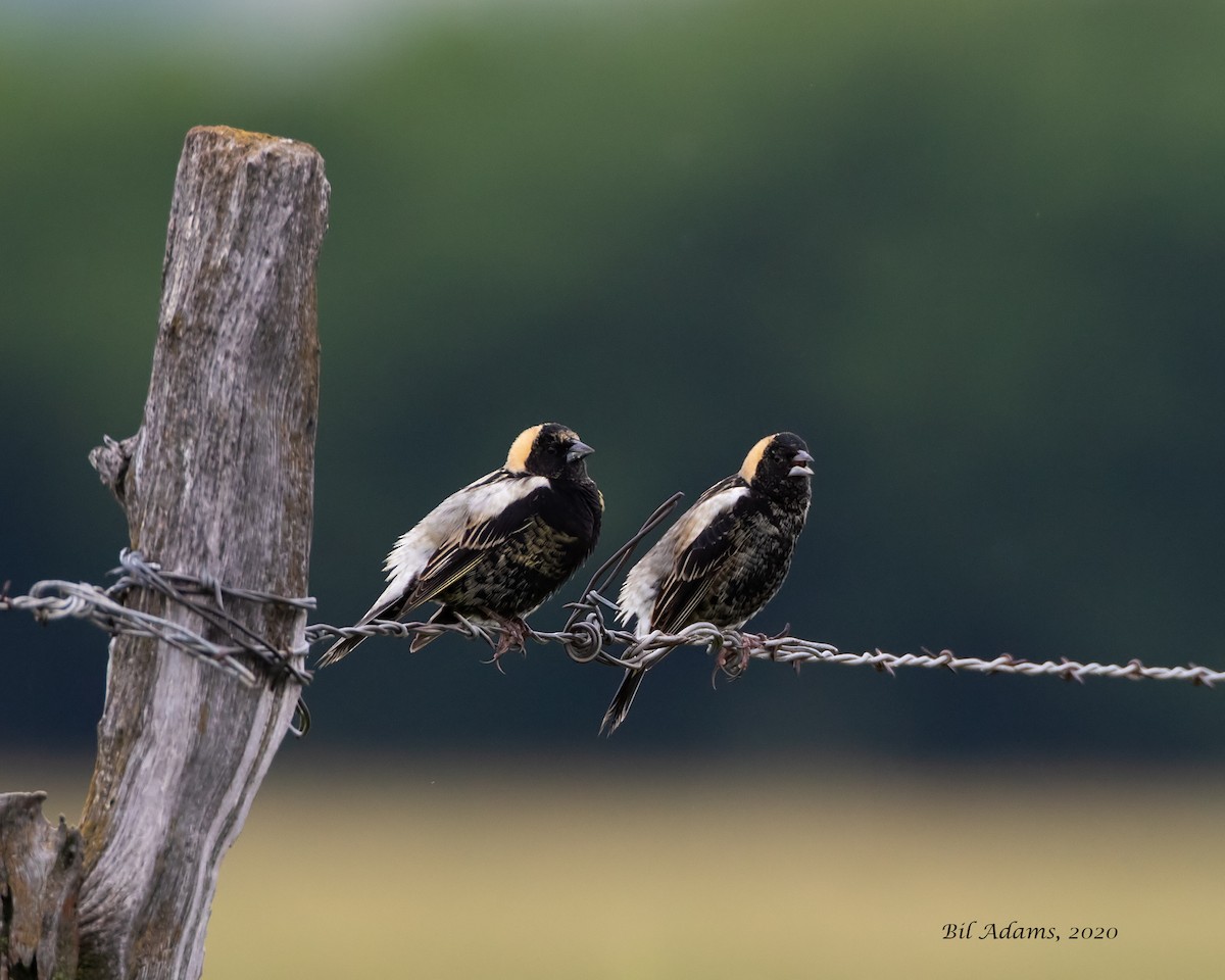 Bobolink - ML235814061