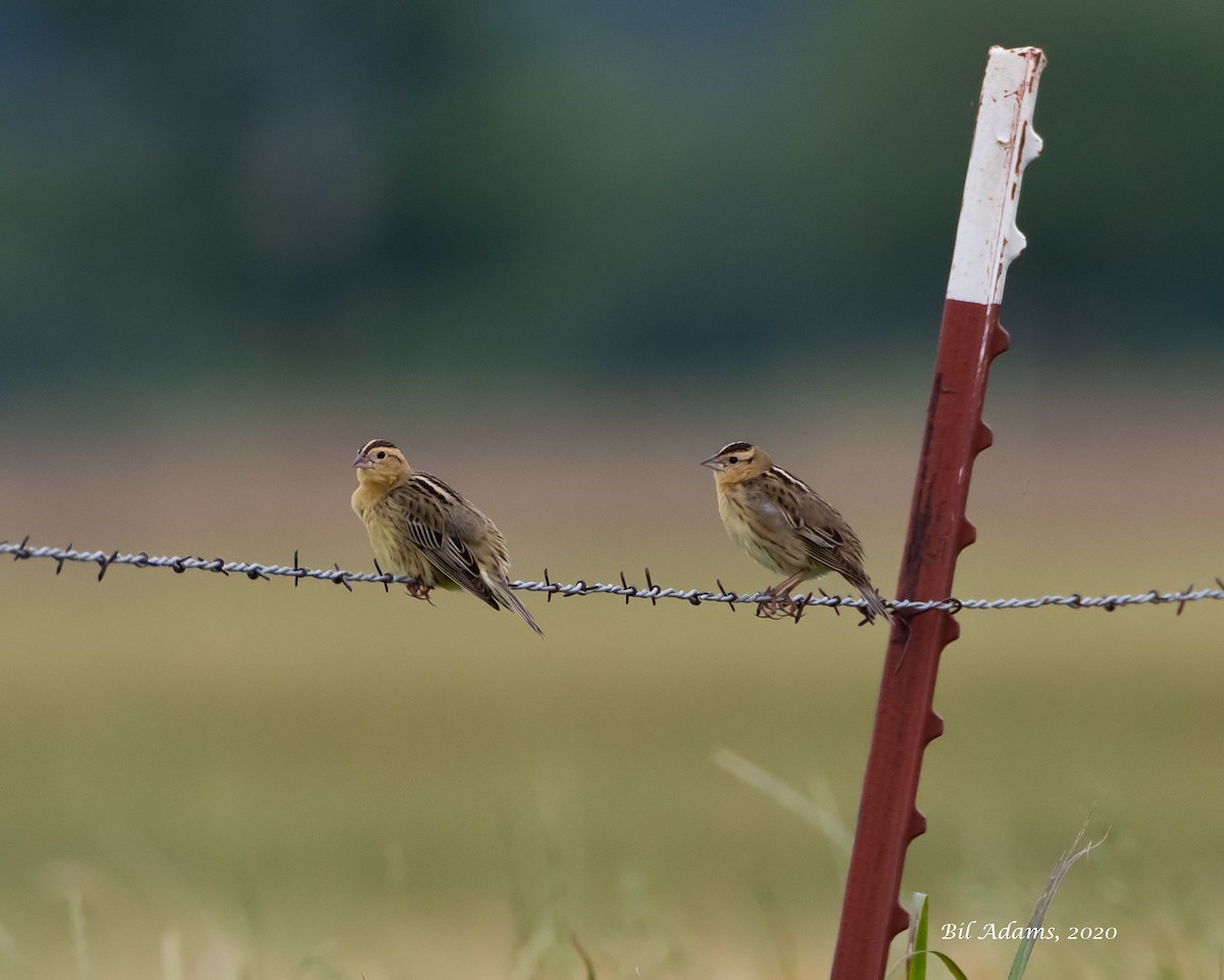 Bobolink - ML235814101