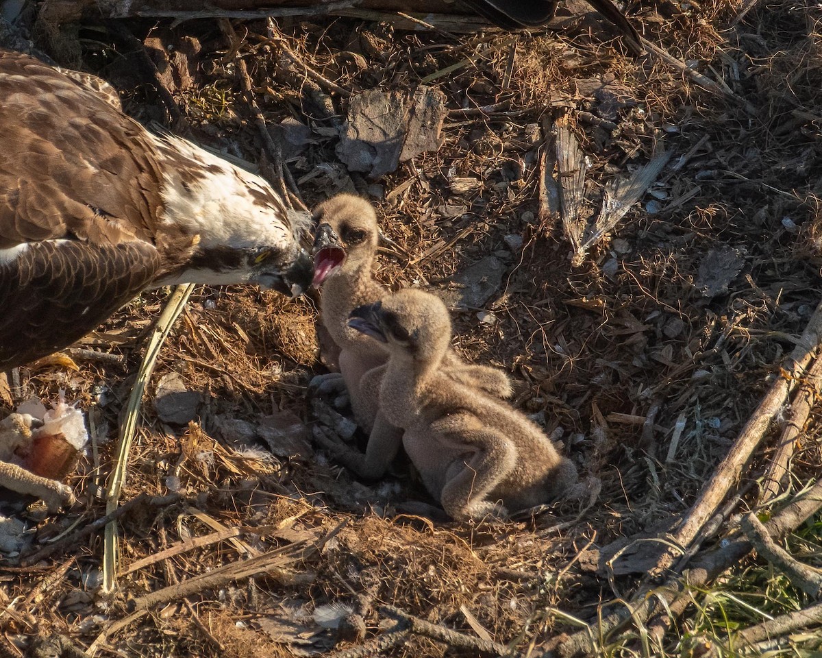 Osprey - Keith Kennedy