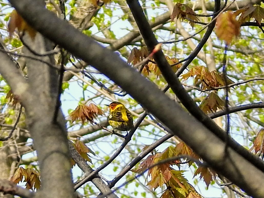 Cape May Warbler - ML235816691