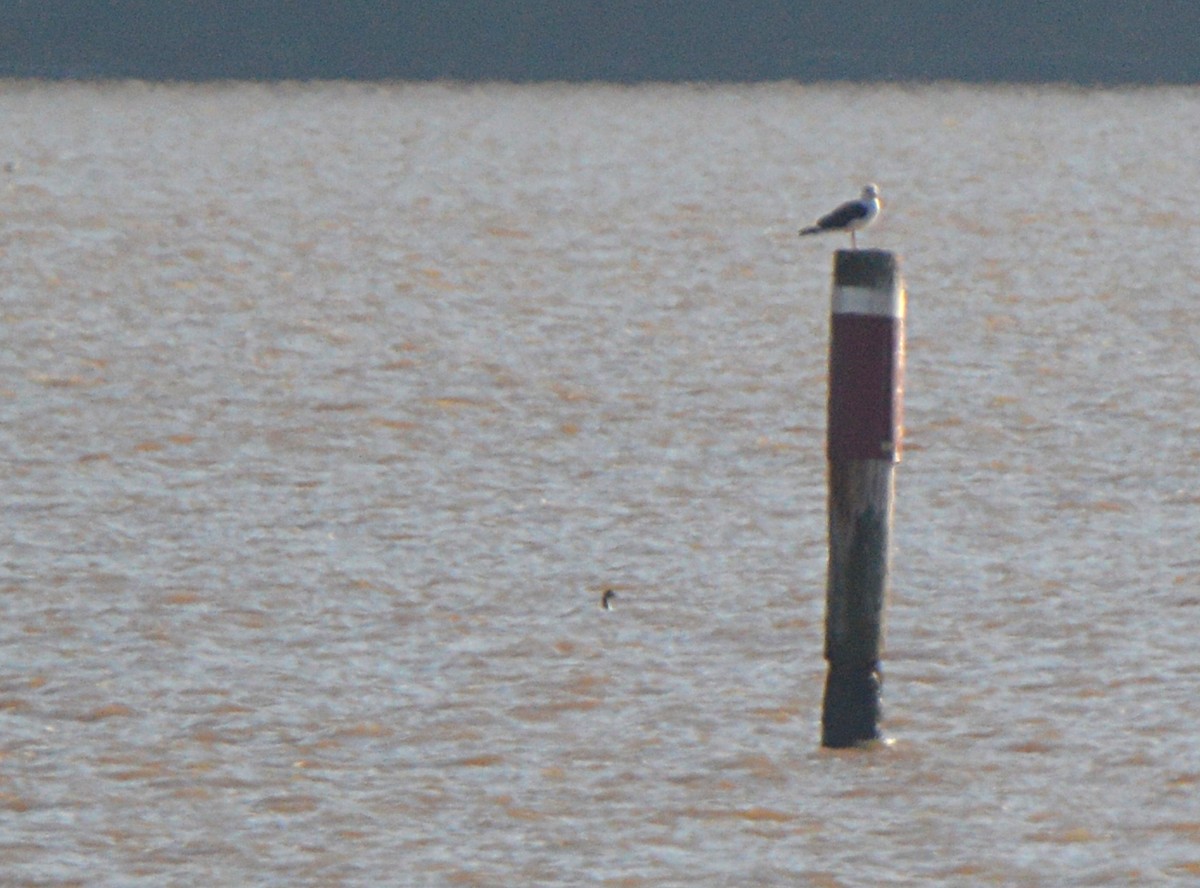 Lesser Black-backed Gull - ML235817321