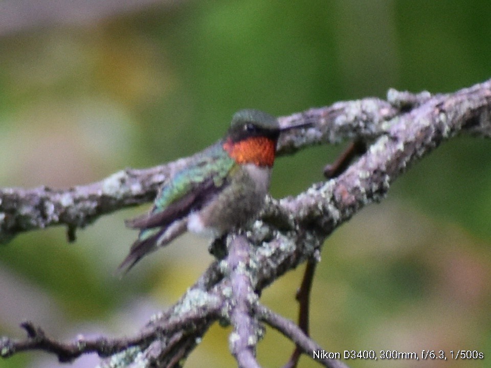 Colibri à gorge rubis - ML235817531