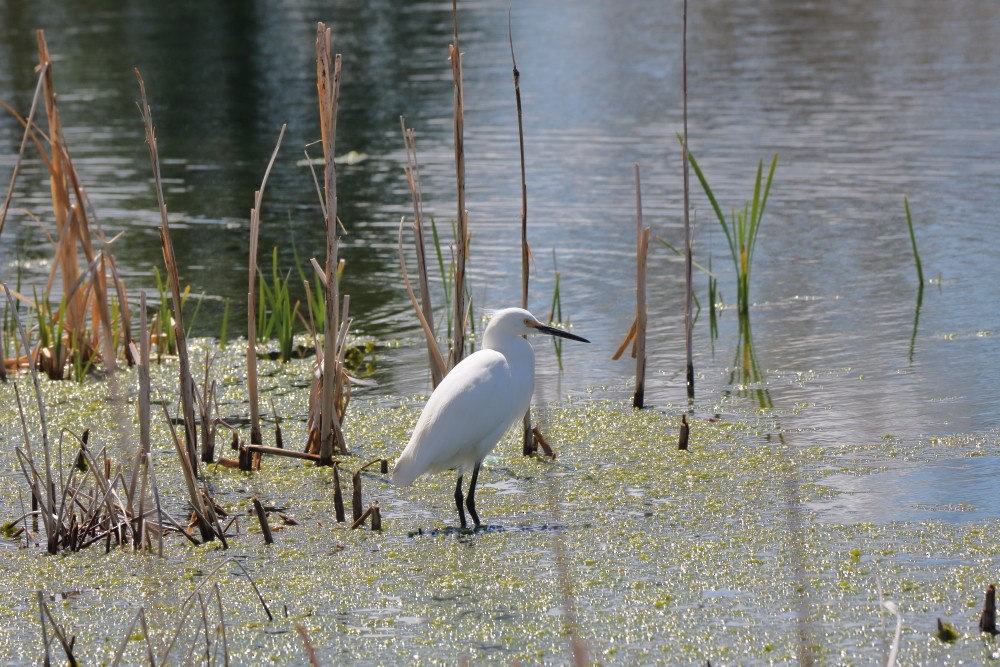 Snowy Egret - ML235820771