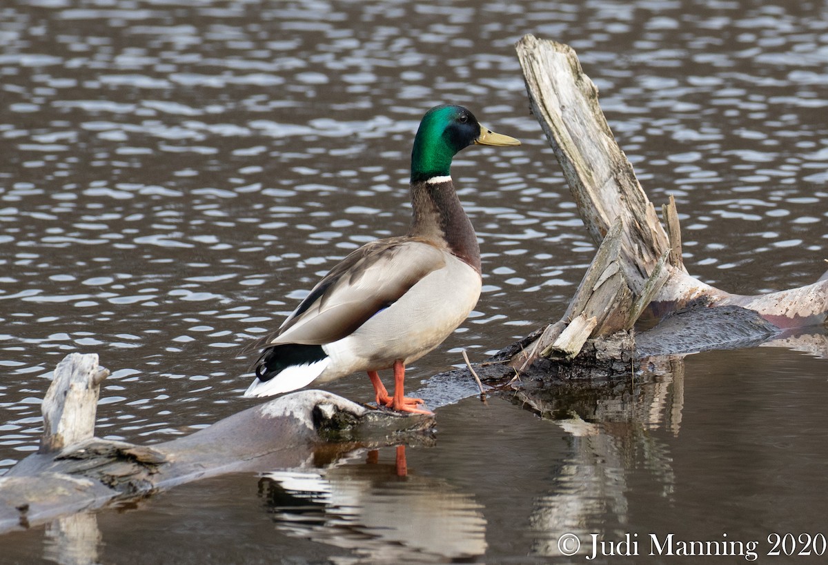 Mallard - ML235822151