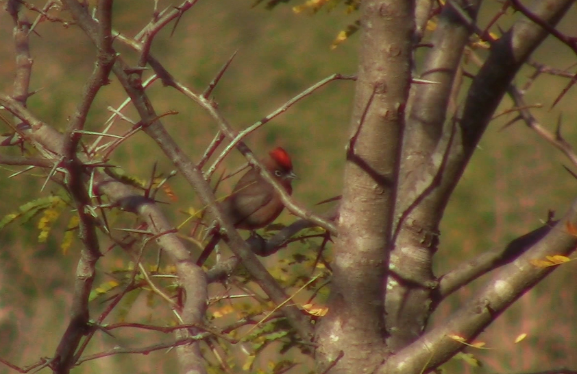 Red-crested Finch - ML235822701