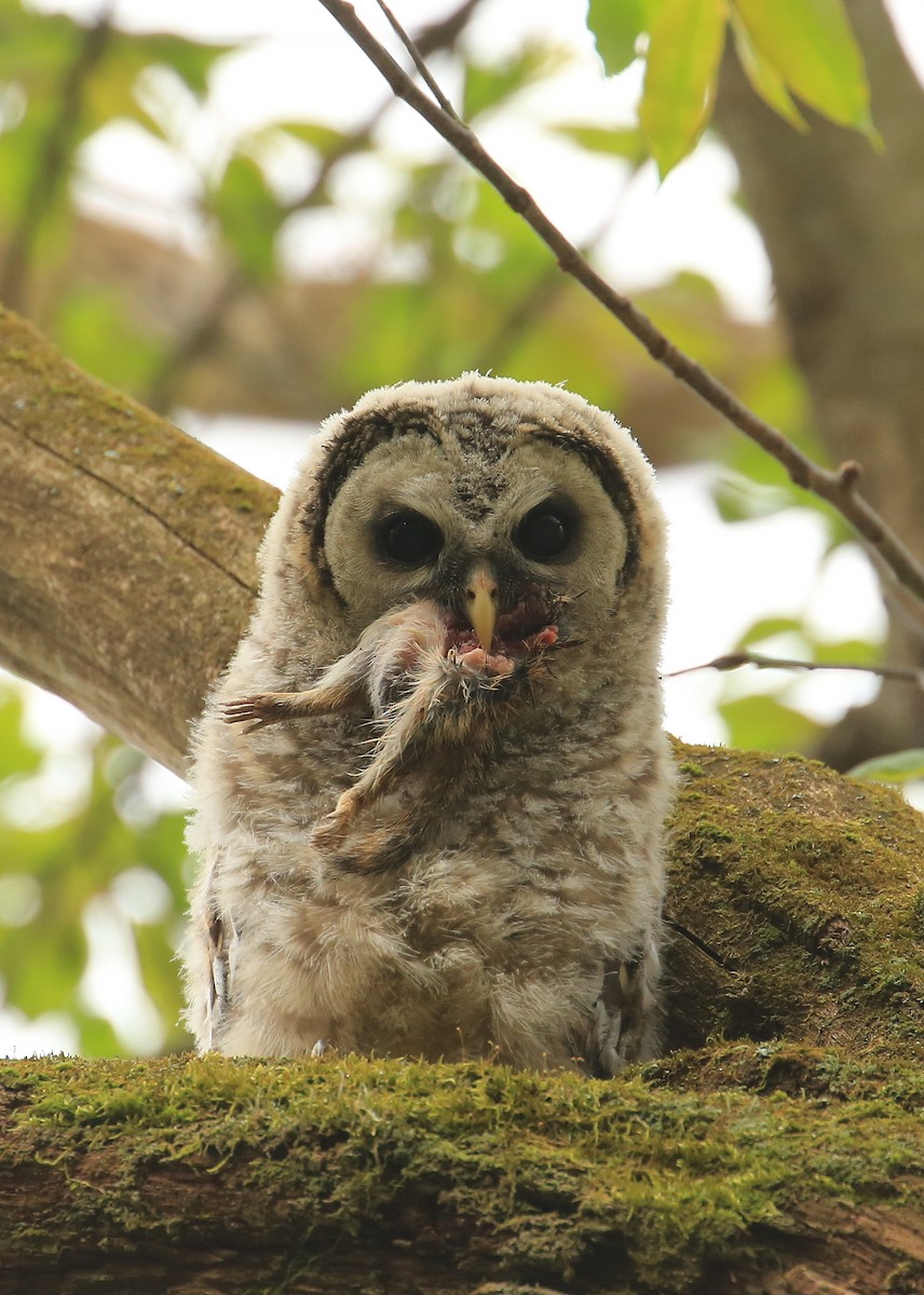 Barred Owl - Tim Lenz