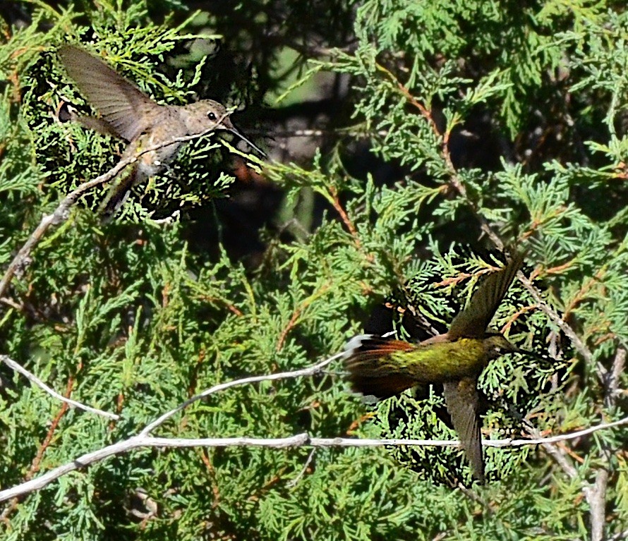 Broad-tailed Hummingbird - ML235825011