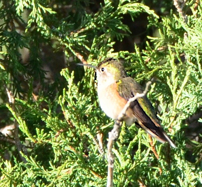 Broad-tailed Hummingbird - ML235825631