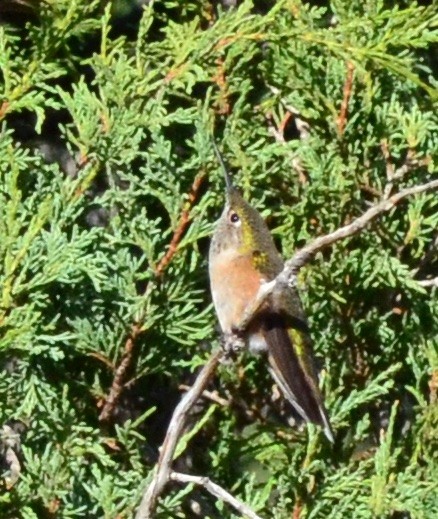 Broad-tailed Hummingbird - ML235825731