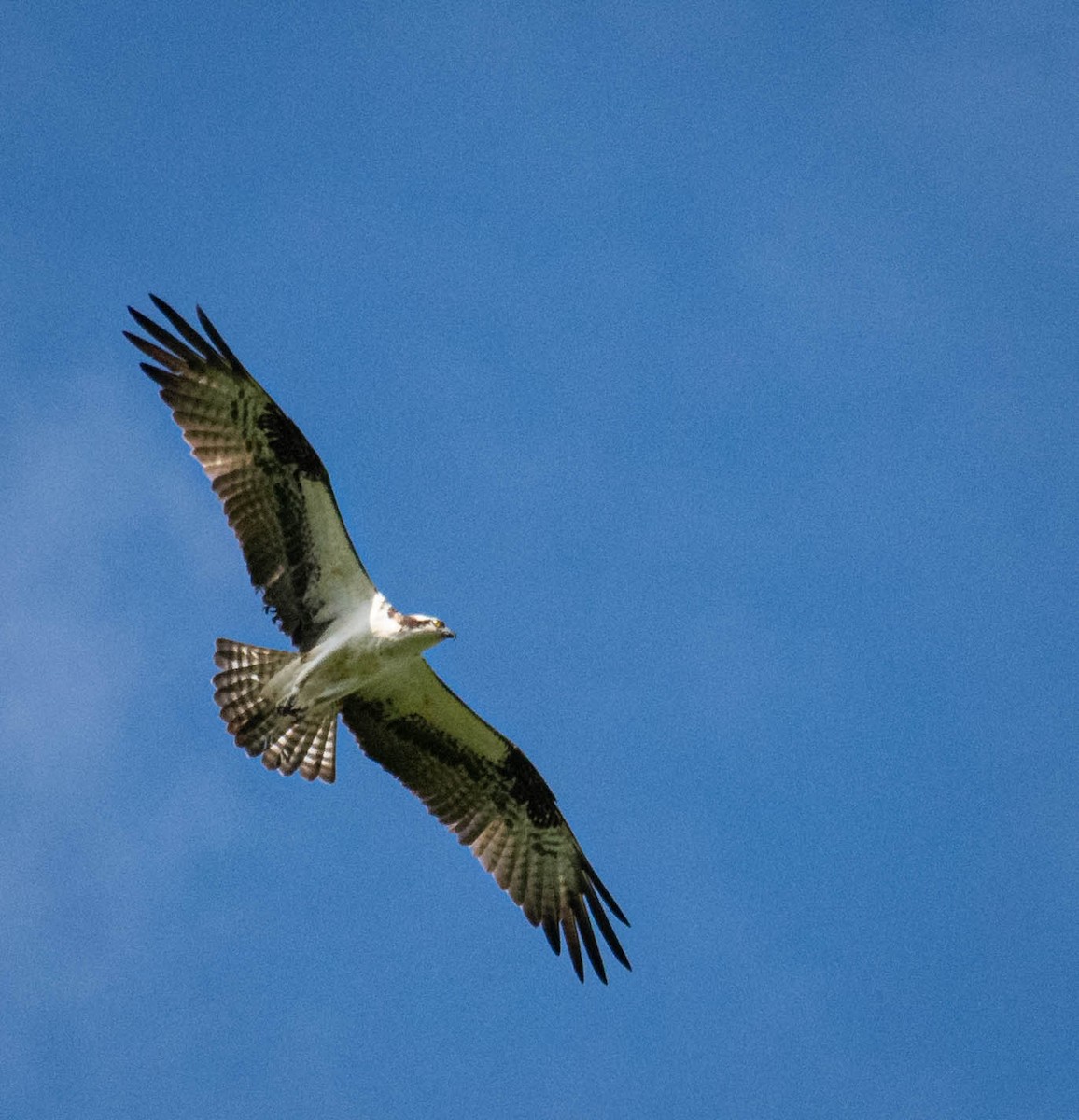 Osprey - ML235827531