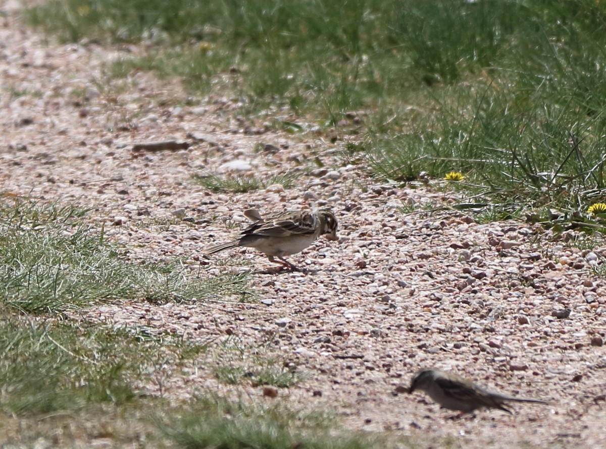 Lark Sparrow - ML235828411