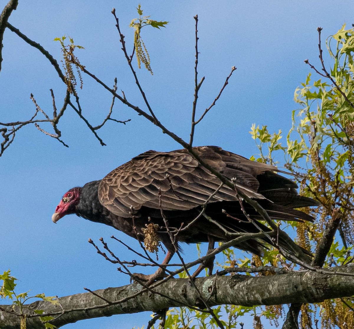 Urubu à tête rouge - ML235828431