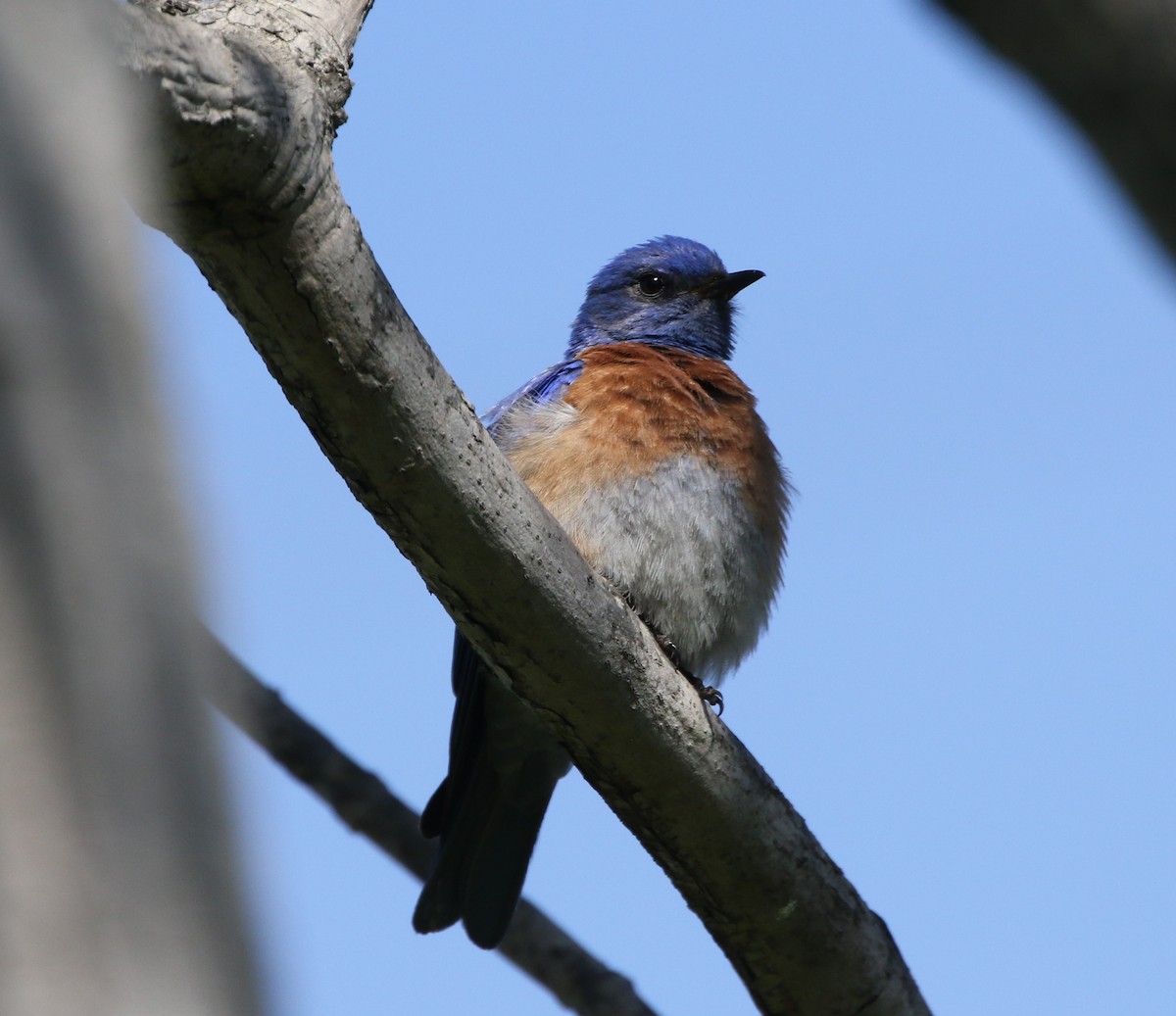 Western Bluebird - Mike "mlovest" Miller