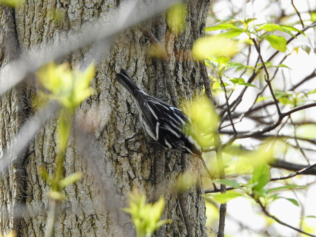 Black-and-white Warbler - ML235828971