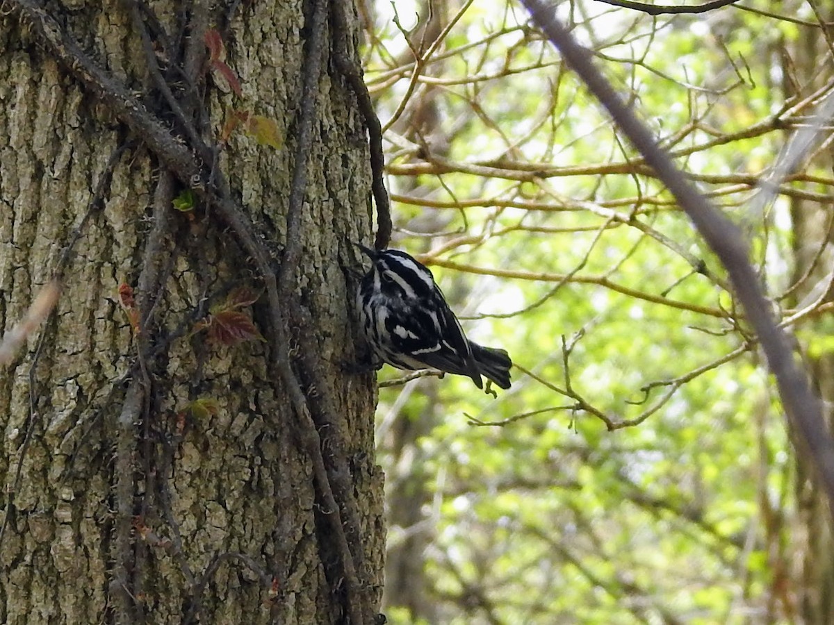 Black-and-white Warbler - ML235829781