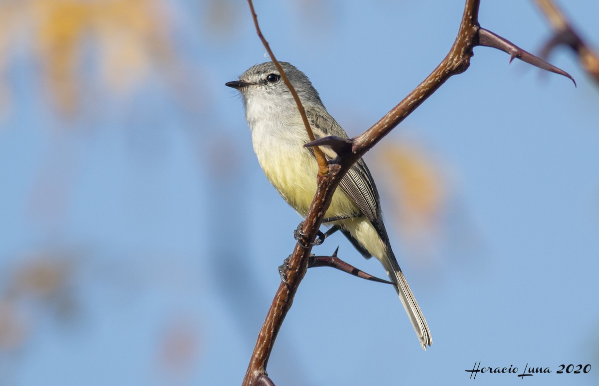 White-crested Tyrannulet (Sulphur-bellied) - ML235829791