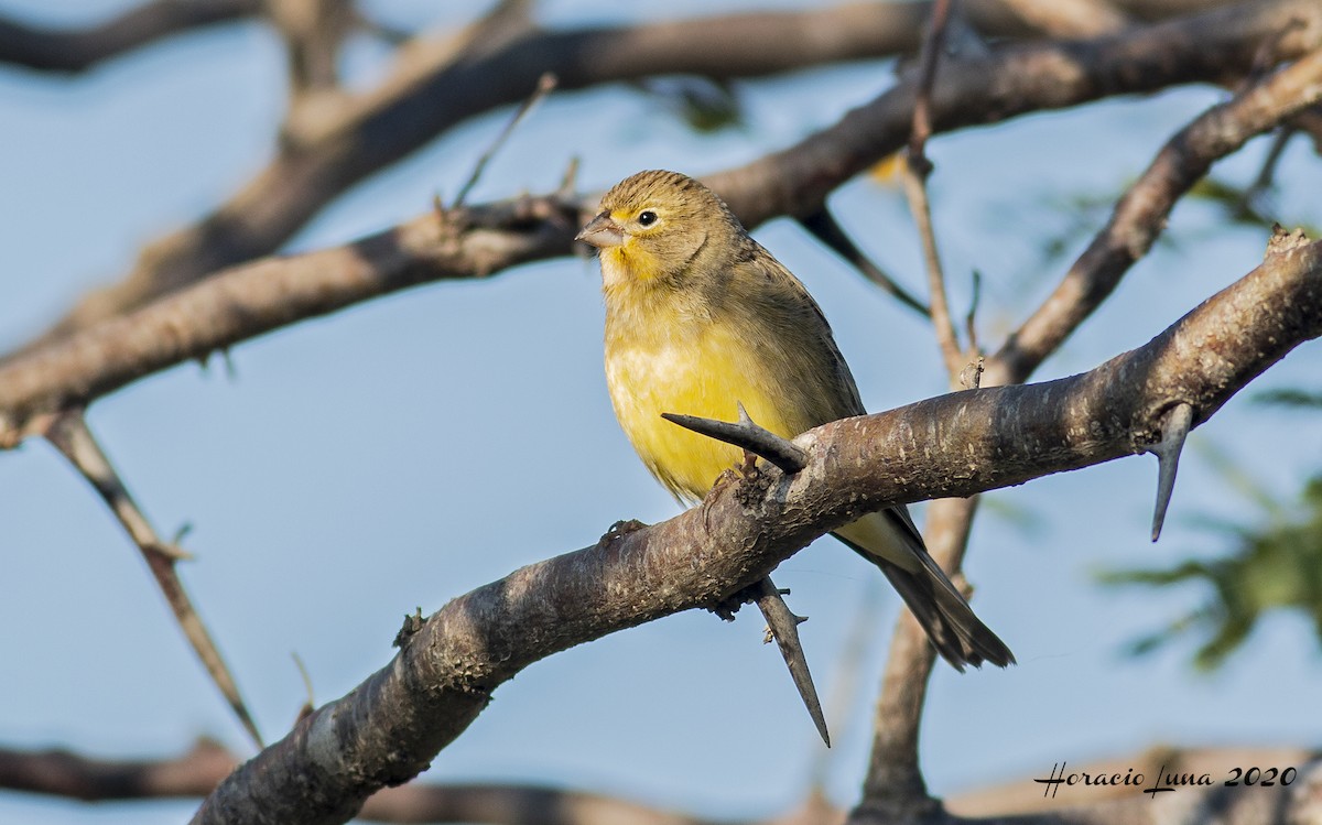 Grassland Yellow-Finch - ML235830111