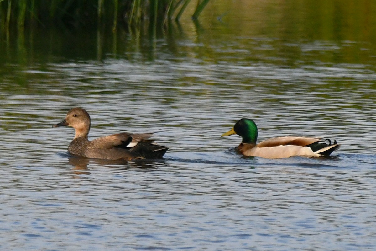 Gadwall - ML235830371