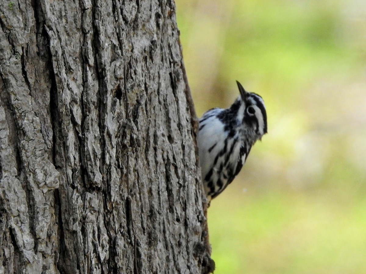 Black-and-white Warbler - ML235830721