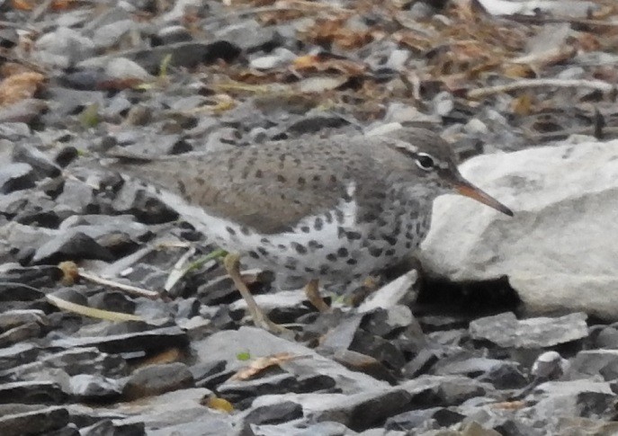 Spotted Sandpiper - ML235831901