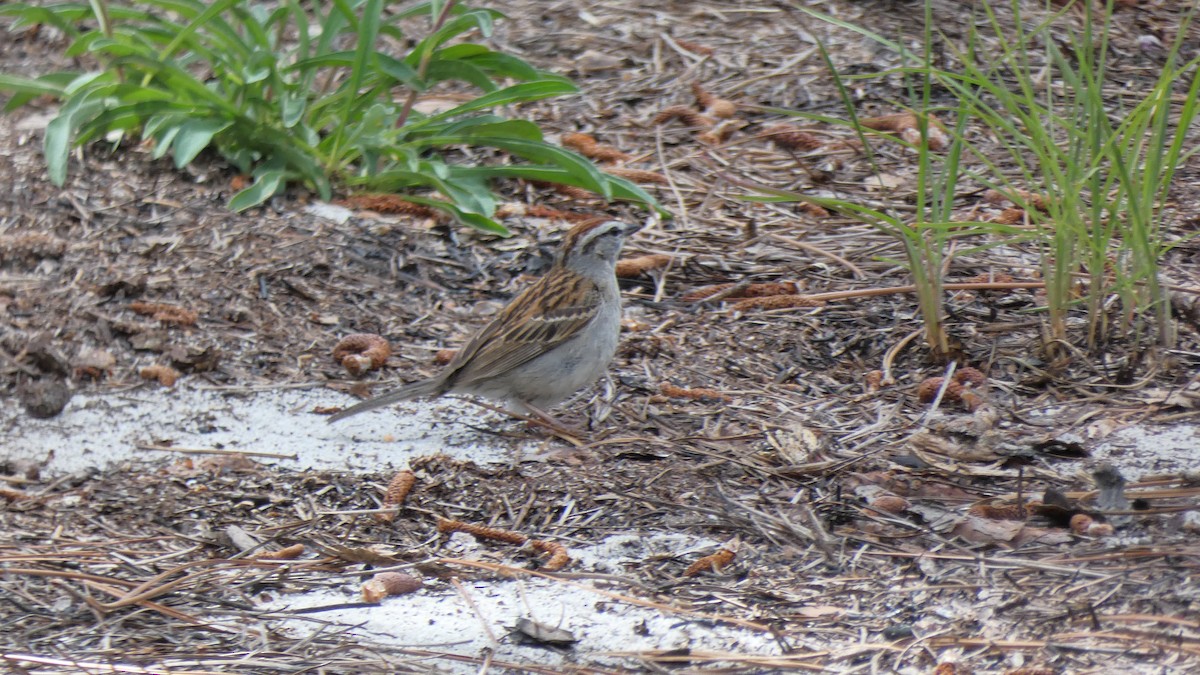 Chipping Sparrow - ML235833001