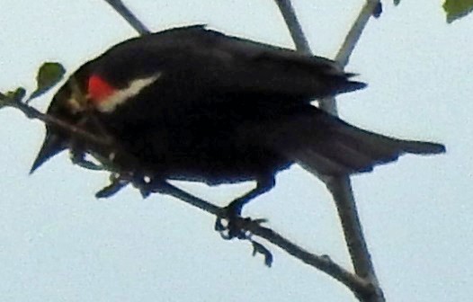 Red-winged Blackbird - ML235833531