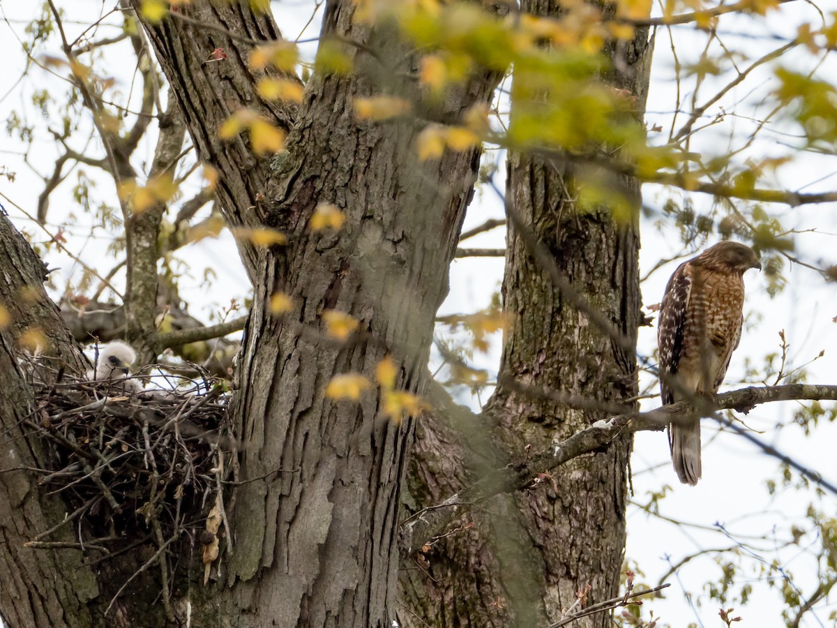 Red-shouldered Hawk - Mike Greenfelder