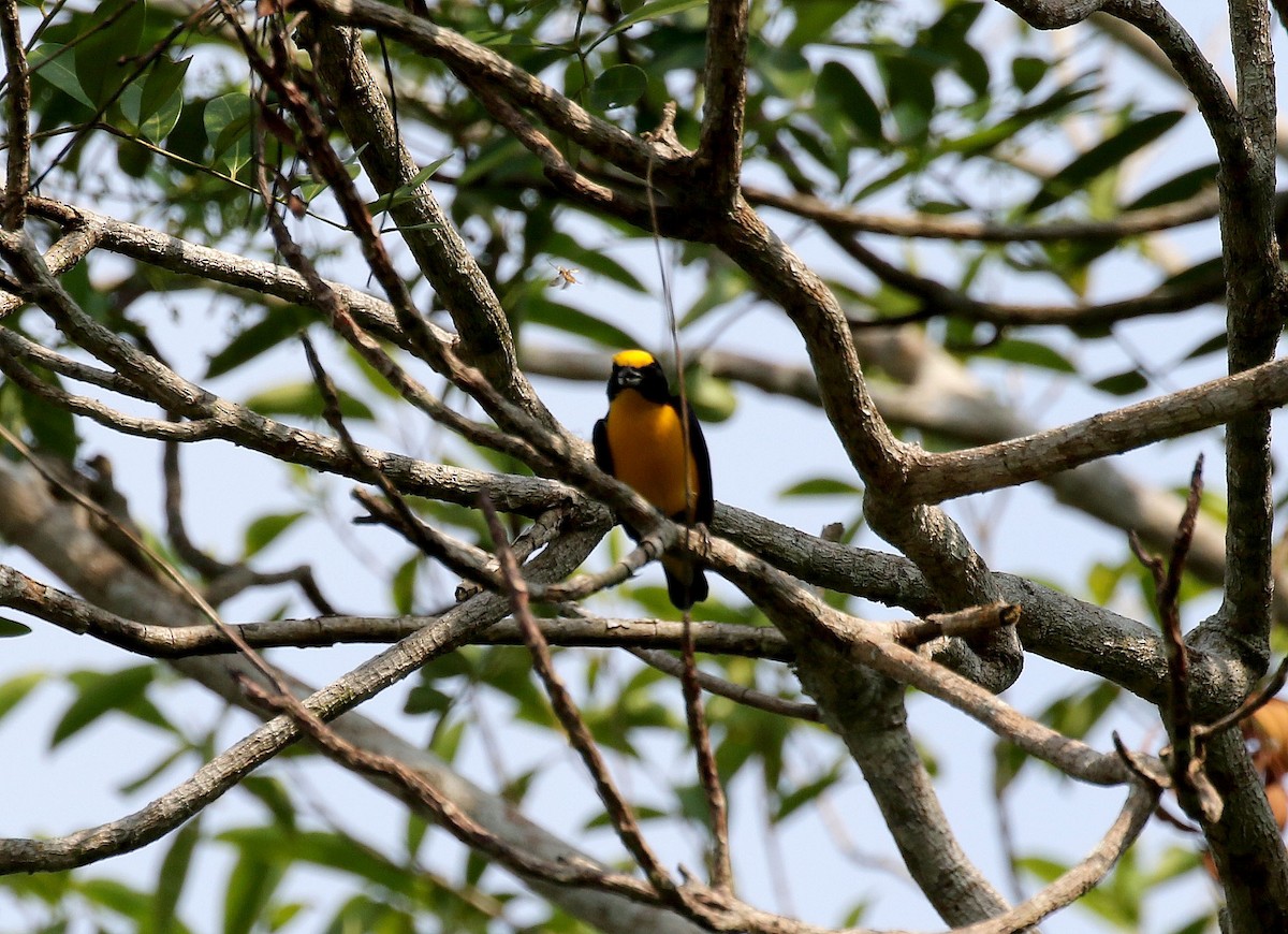 Thick-billed Euphonia - ML235833971