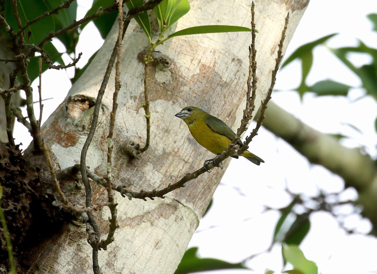 Golden-bellied Euphonia - ML235834061