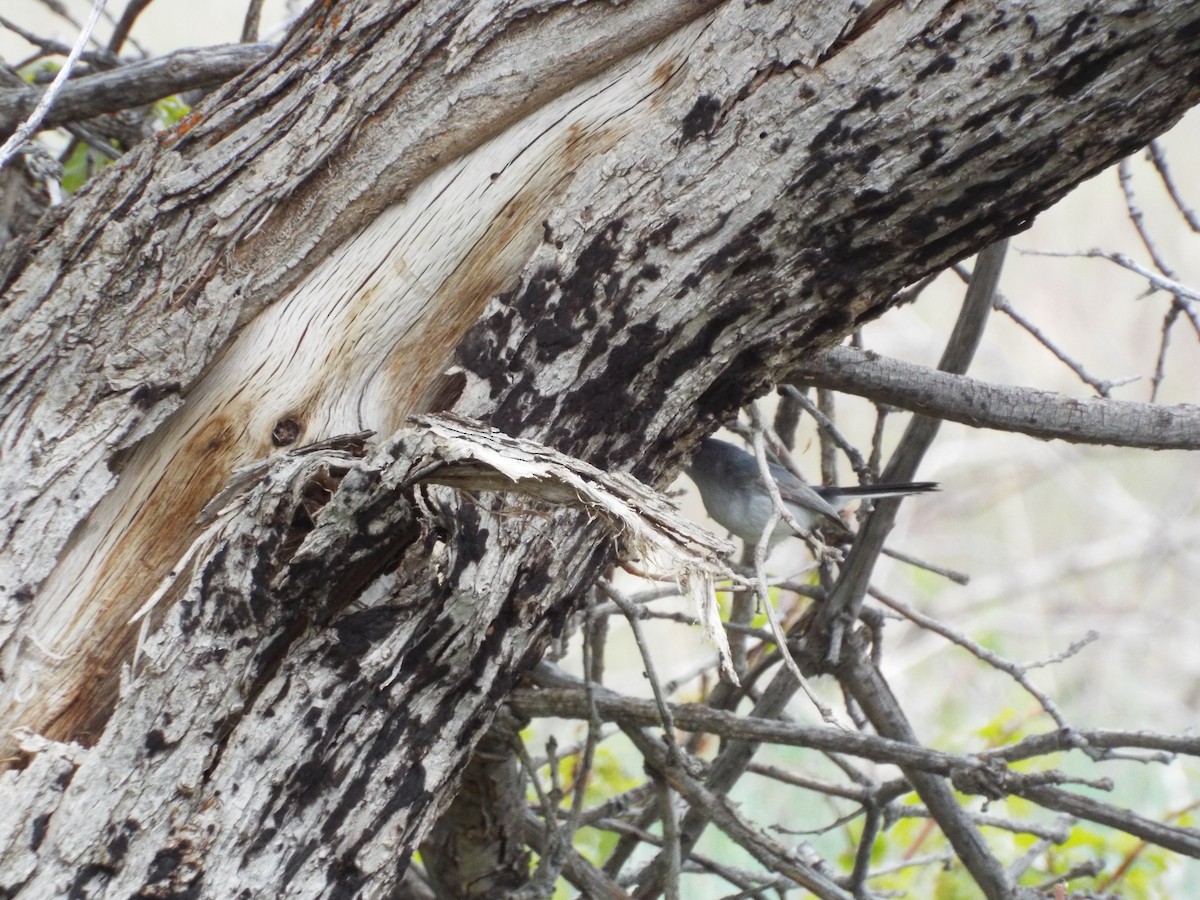 Blue-gray Gnatcatcher - Jennifer Swan