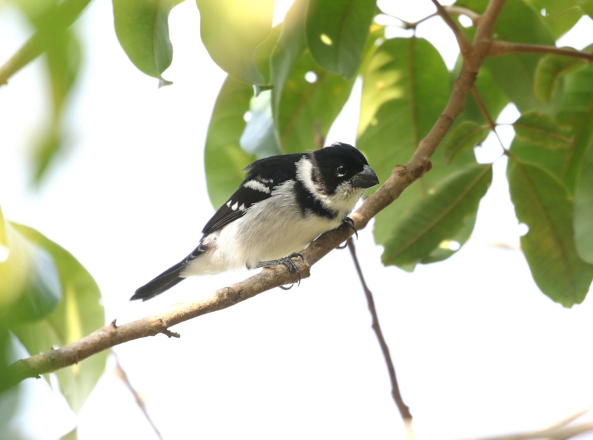 Wing-barred Seedeater - ML235835231