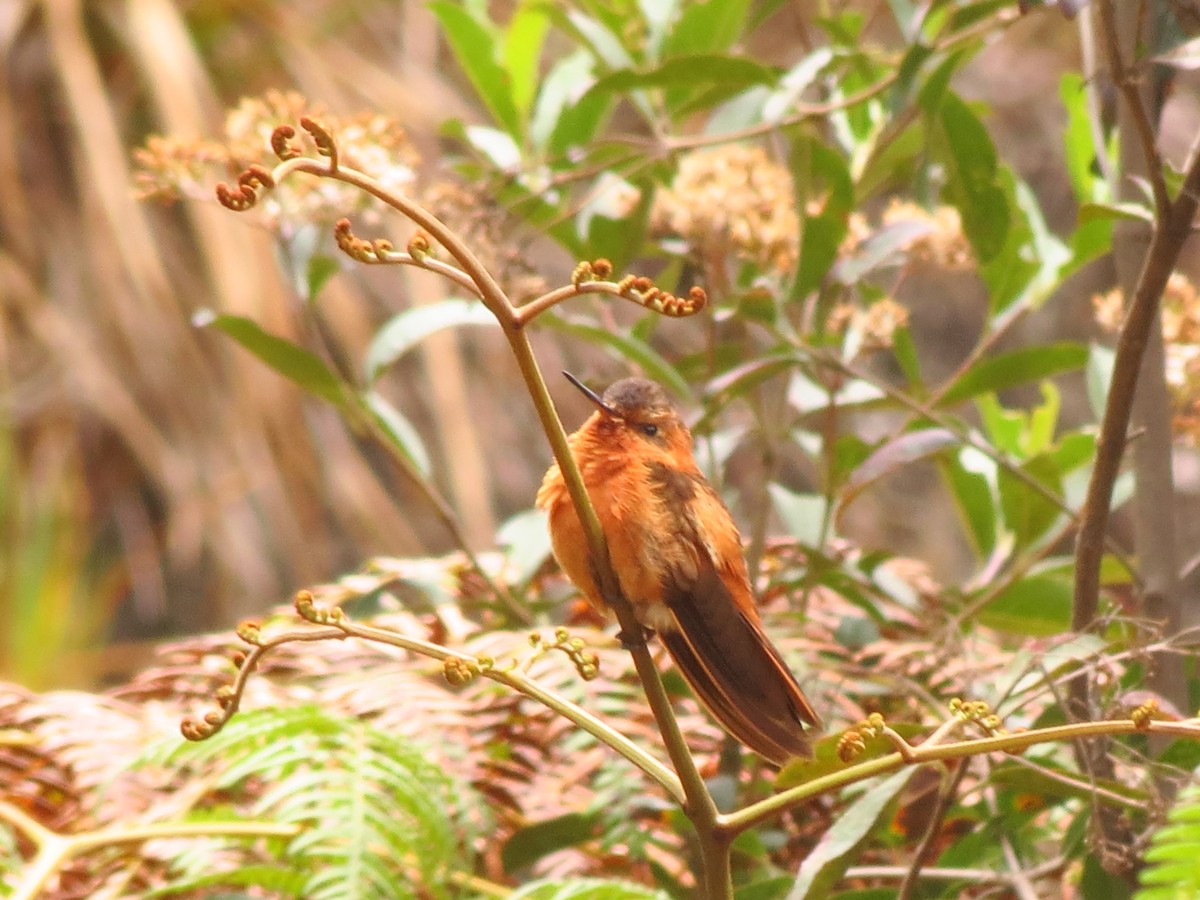 kolibřík duhovohřbetý - ML235835731