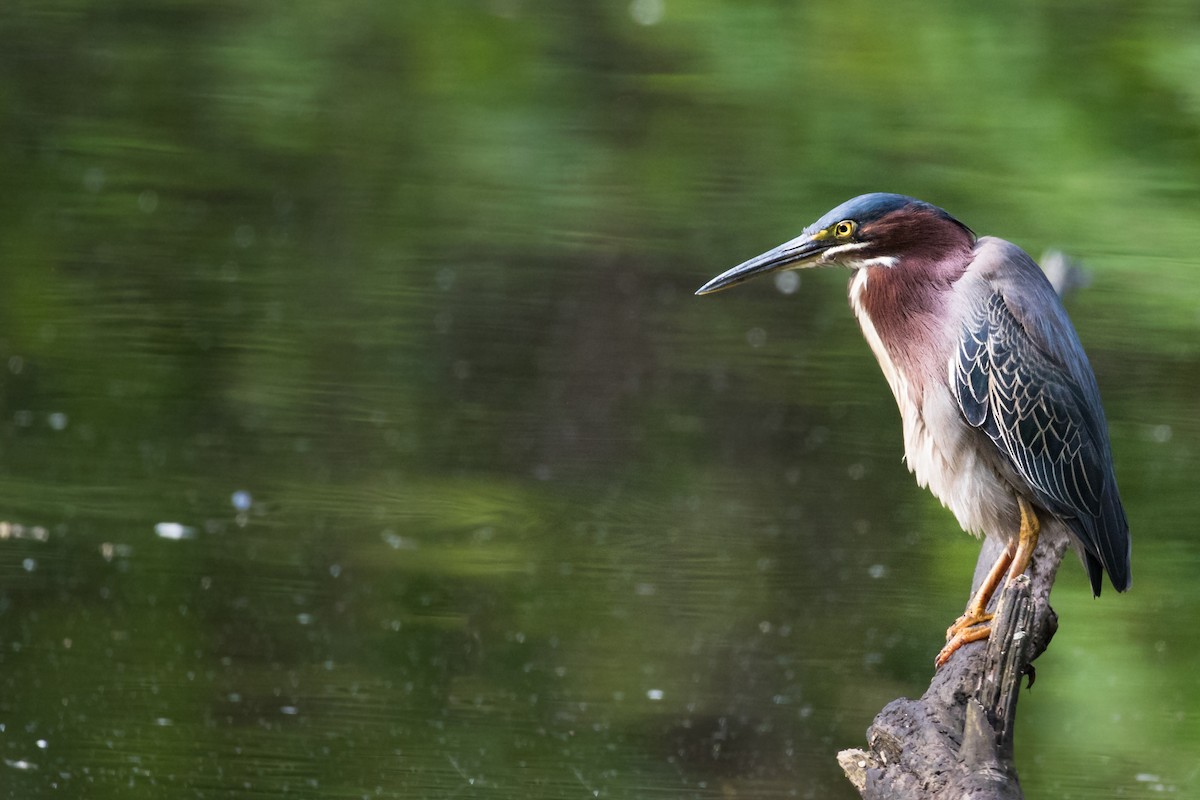 Green Heron - ML235836791