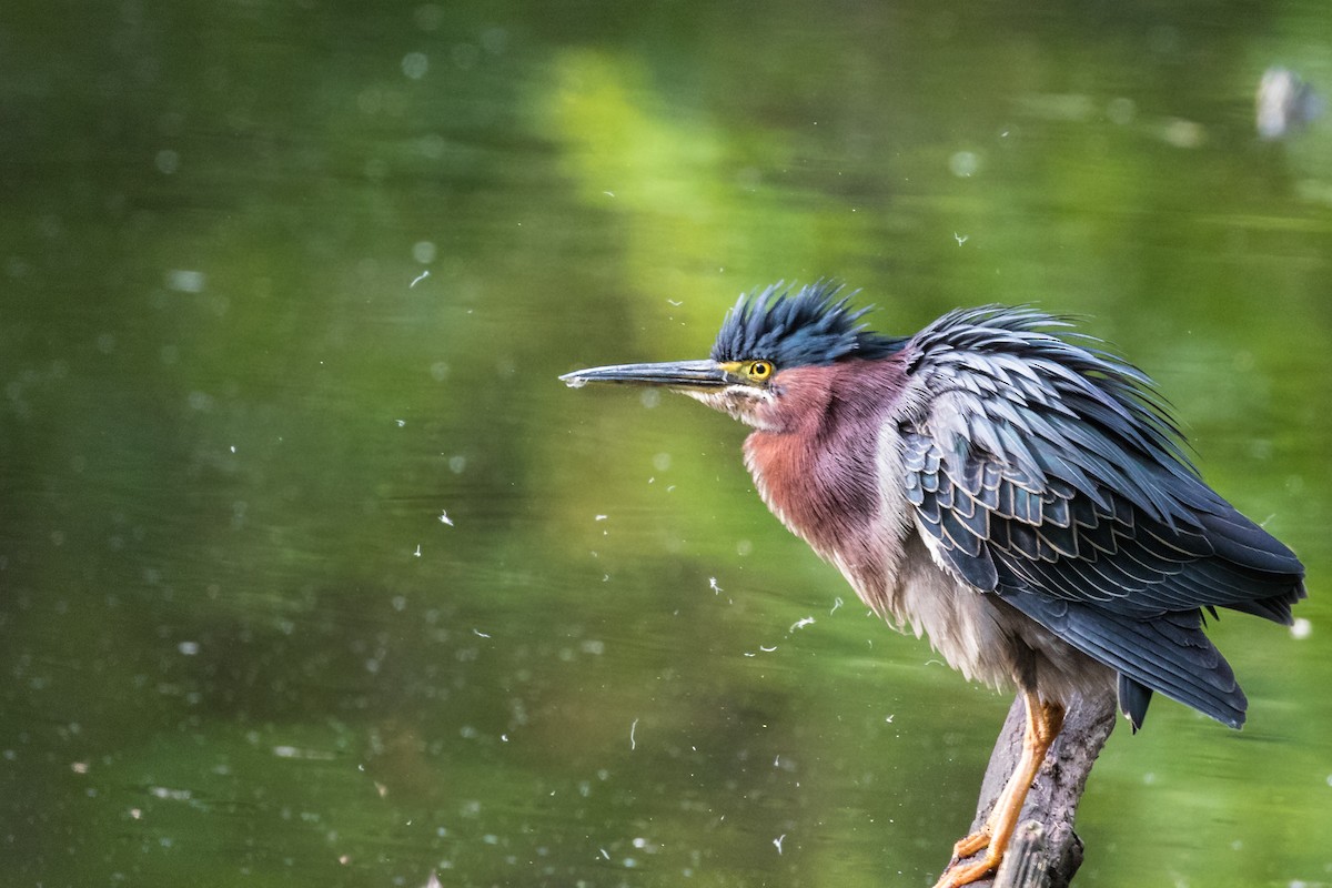 Green Heron - ML235836831