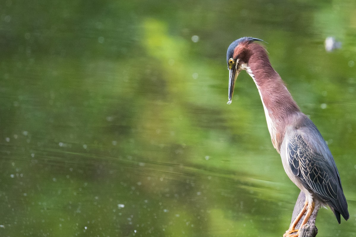 Green Heron - ML235836871