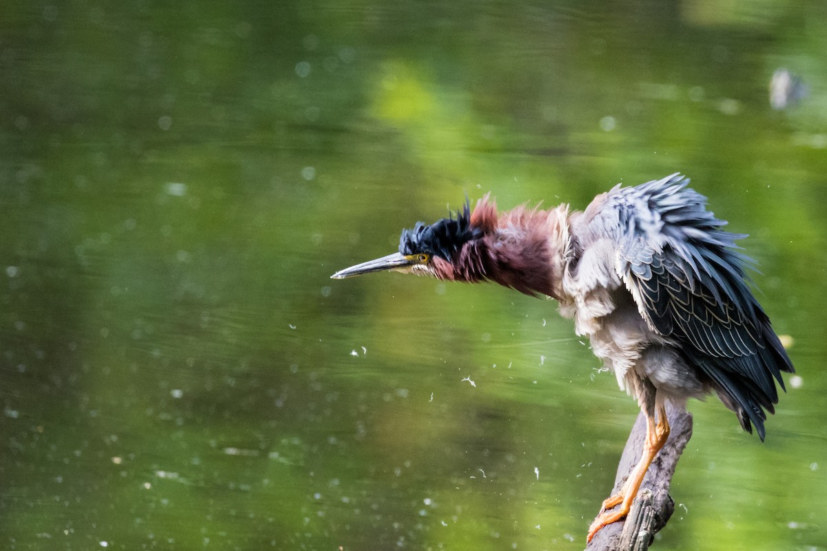 Green Heron - ML235836881