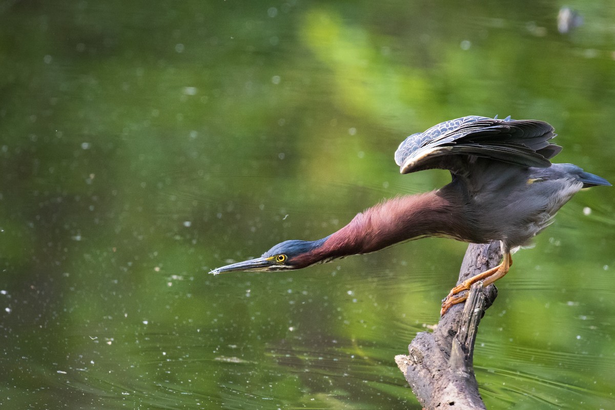 Green Heron - ML235836911