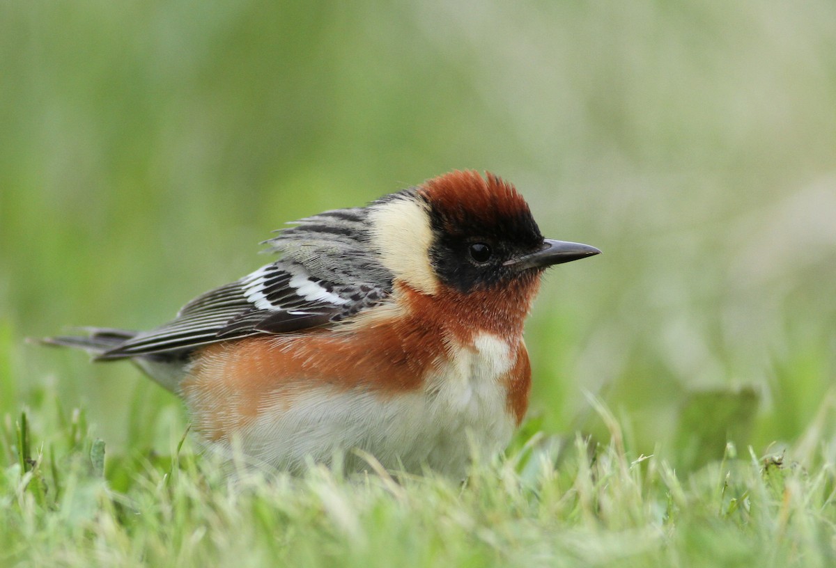 Bay-breasted Warbler - ML235838061