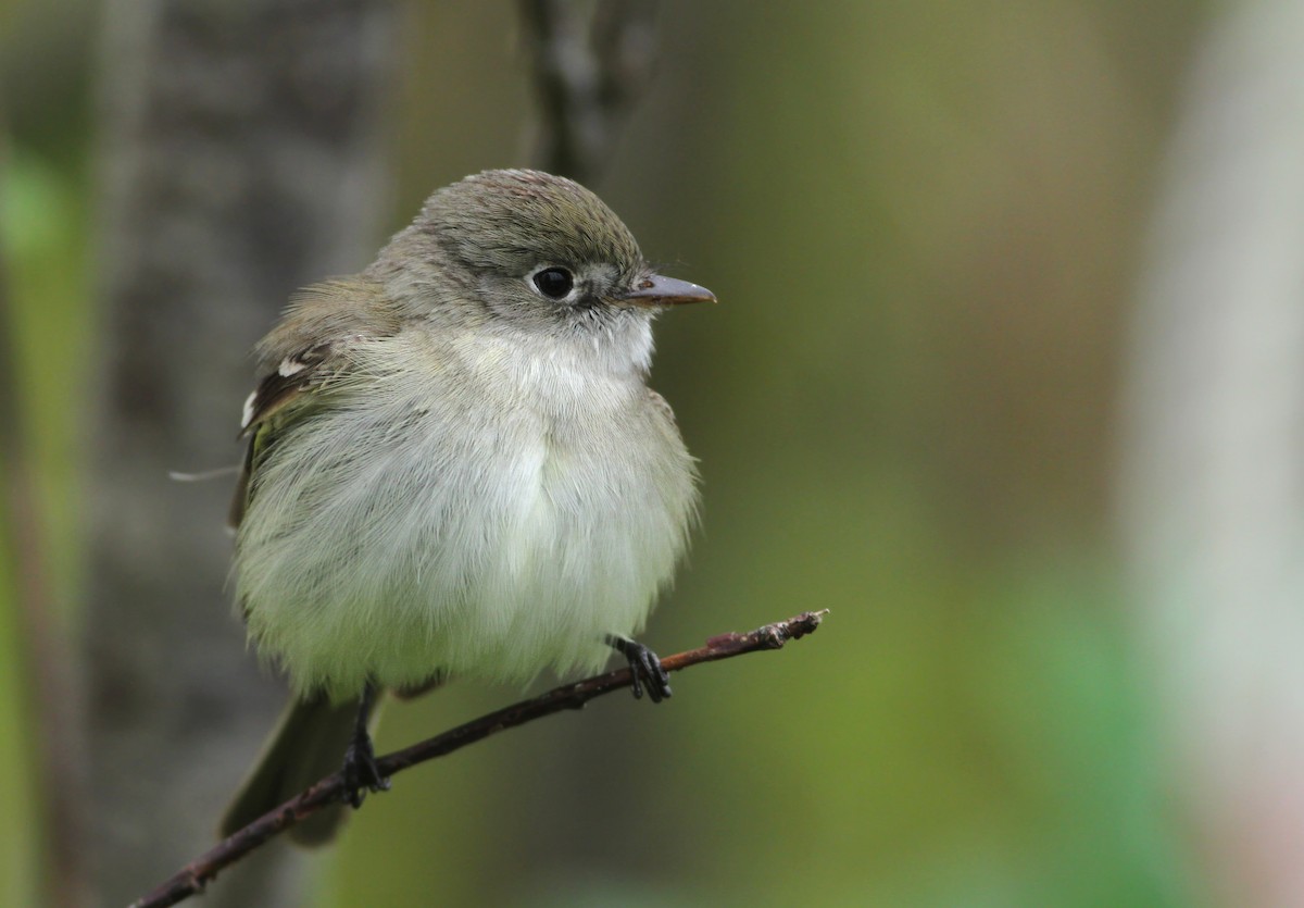 Least Flycatcher - ML235838351