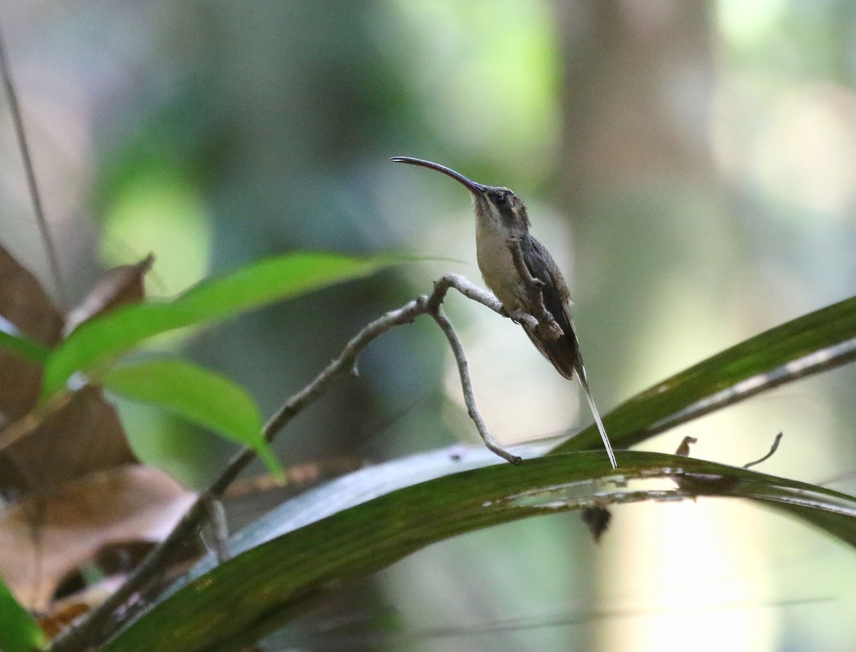 Long-tailed Hermit - ML235839261