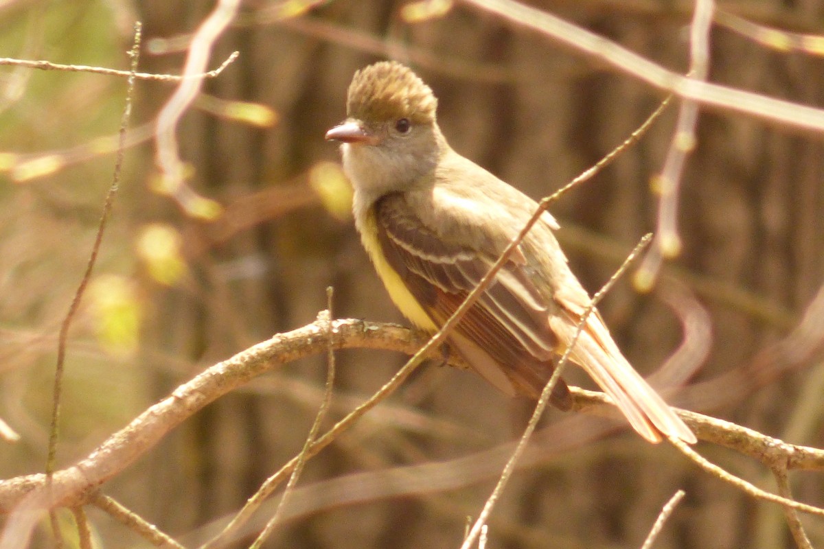 Great Crested Flycatcher - C Douglas