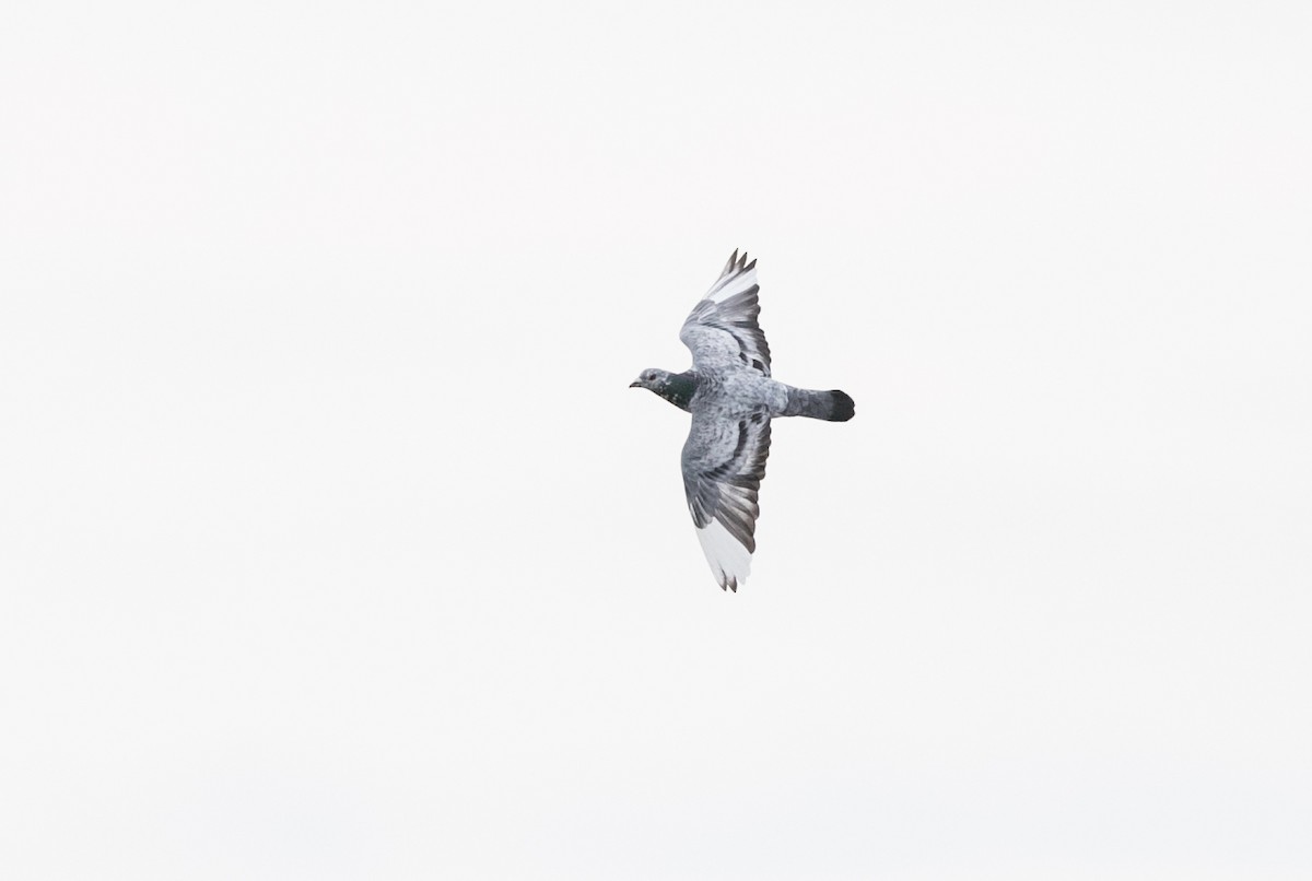 Rock Pigeon (Feral Pigeon) - ML235841641