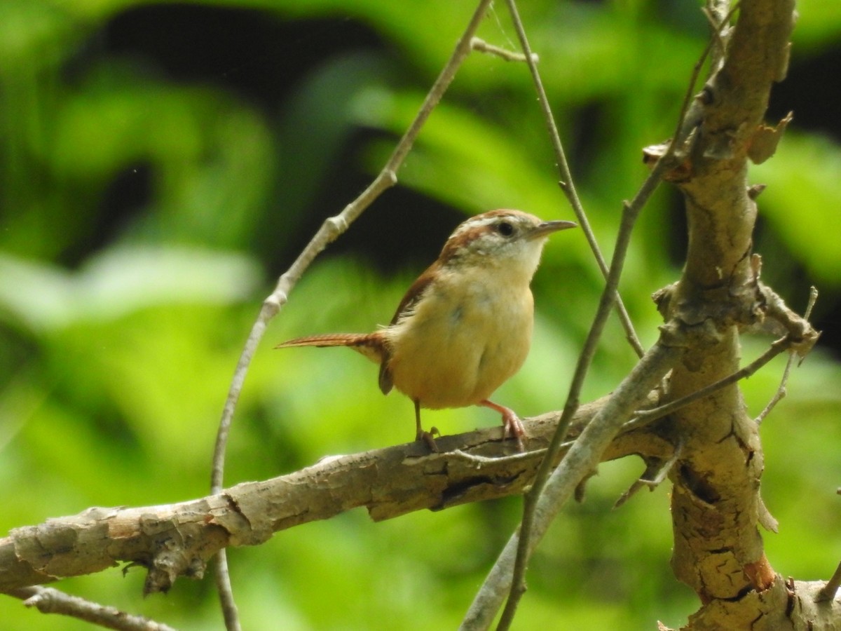 Carolina Wren - ML235842181