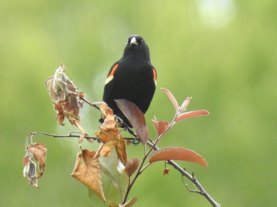 Red-winged Blackbird - ML235843041