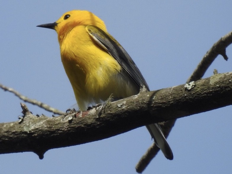 Prothonotary Warbler - Alan Pollard