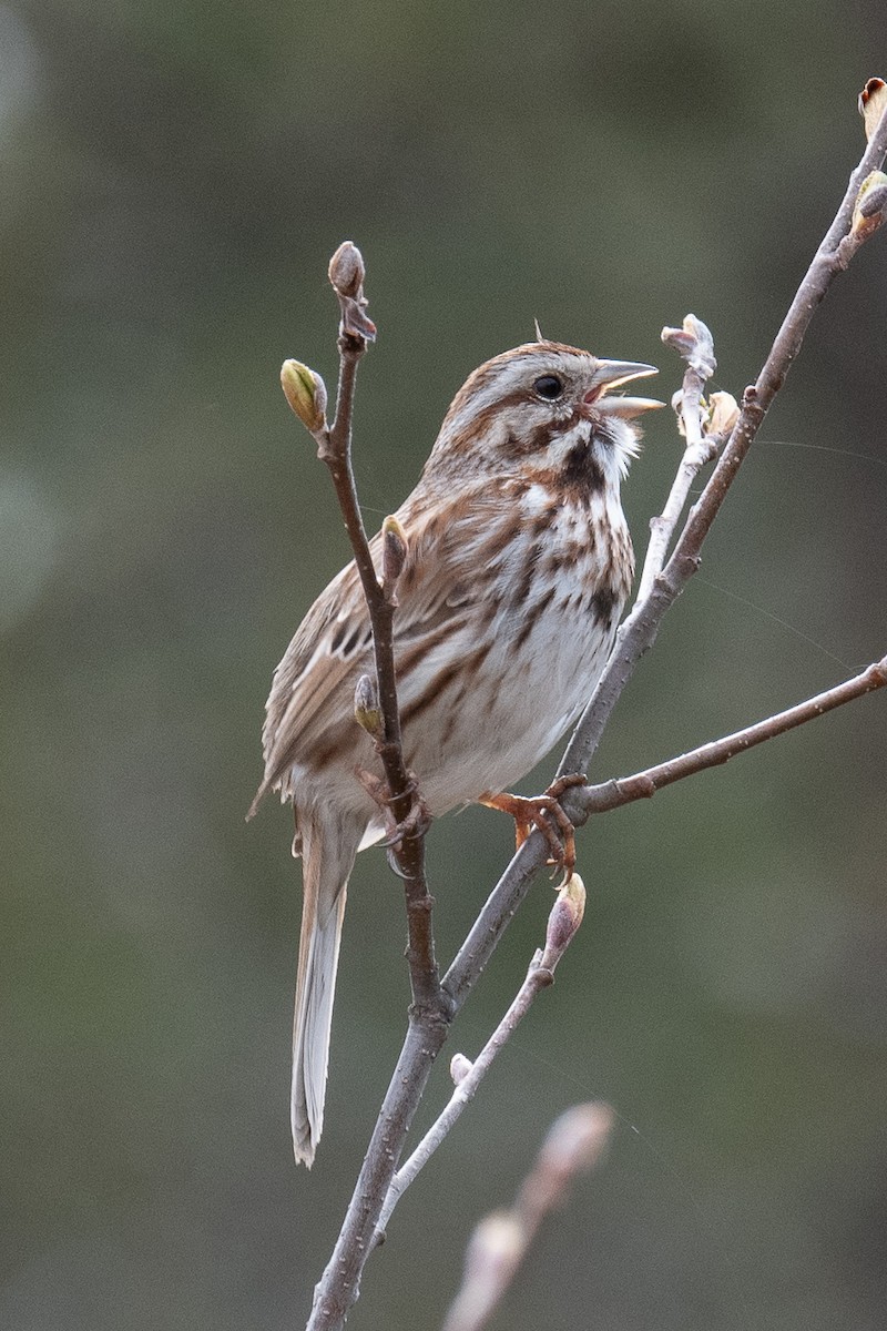 Song Sparrow - ML235843301