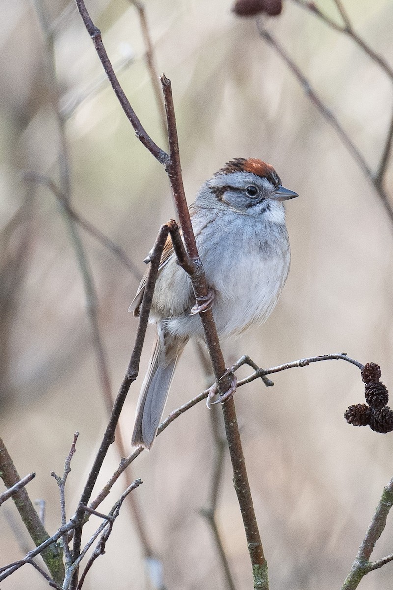 Swamp Sparrow - Warren Whaley