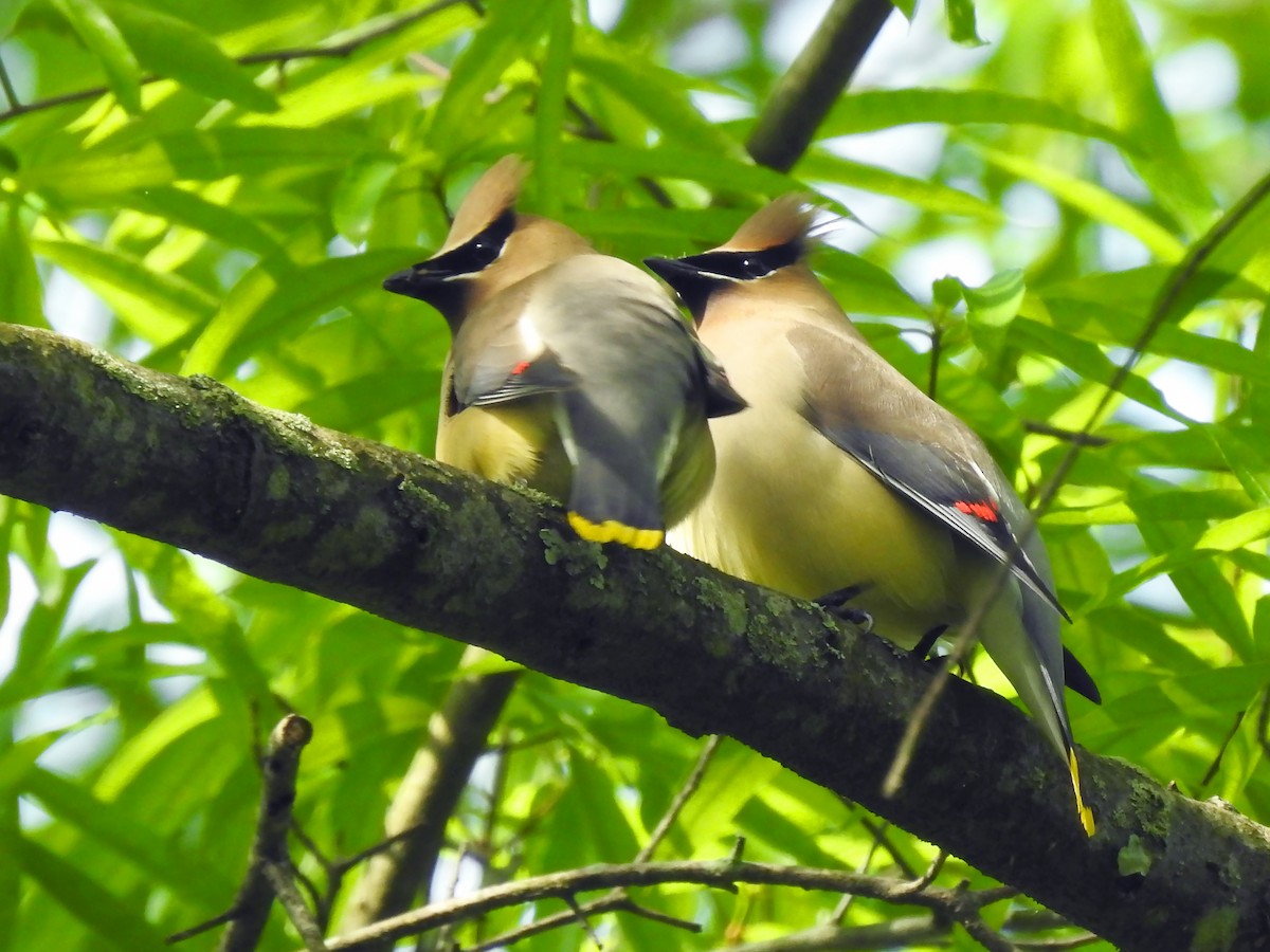 Cedar Waxwing - ML235843951